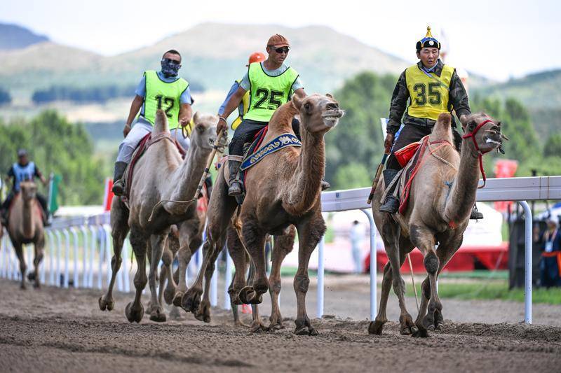 （体育）（9）内蒙古自治区第十一届少数民族传统体育运动会赛骆驼5400米比赛赛况