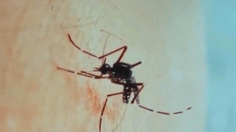 一问到底丨“基孔肯雅热”为何今年这么猛？有无特效药？点蚊香有用吗？