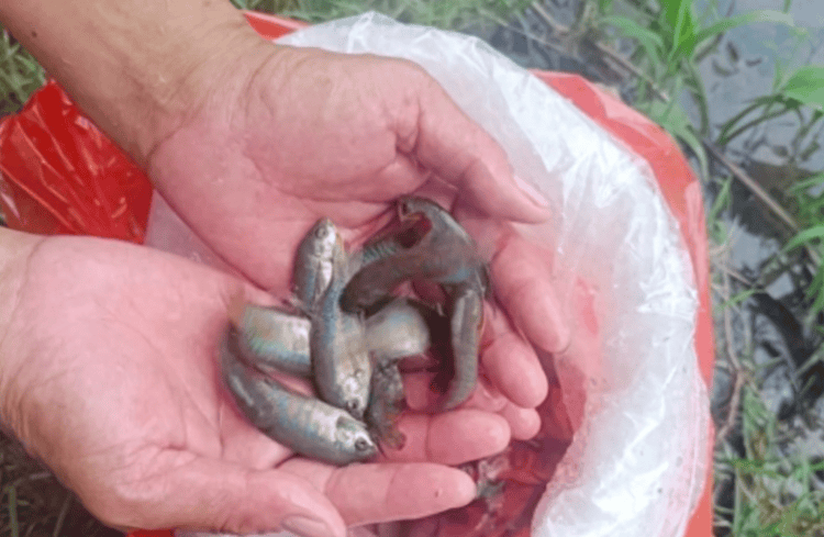 一问到底丨“基孔肯雅热”为何今年这么猛？有无特效药？点蚊香有用吗？